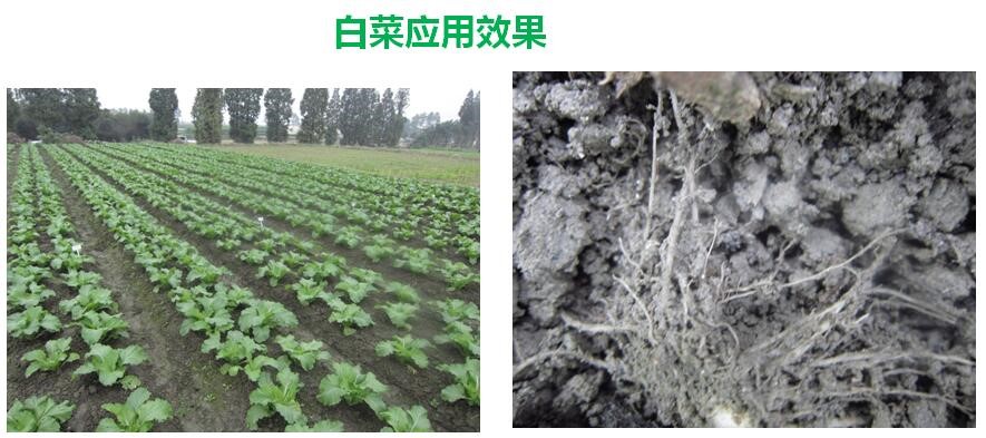 氨基寡糖素 - 植物的免疫衛士,根結線蟲的克星