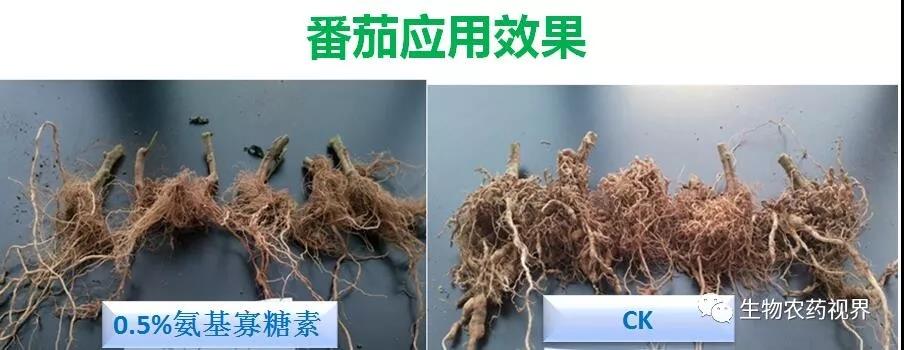 氨基寡糖素 - 植物的免疫衛士,根結線蟲的克星