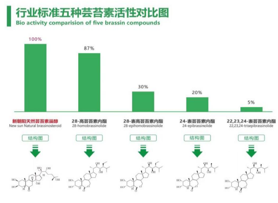 小麥拌種選新朝陽(yáng)天然蕓苔素,讓小麥高產(chǎn)贏在起跑線上!(小麥在什么時(shí)候用蕓苔素效果最佳)