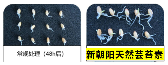 小麥拌種選新朝陽(yáng)天然蕓苔素,讓小麥高產(chǎn)贏在起跑線上!(小麥在什么時(shí)候用蕓苔素效果最佳)