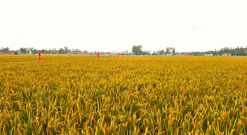 綠色提單產(chǎn)就用冠菌素 開(kāi)辟糧食抗逆增產(chǎn)新路徑